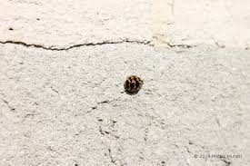 Una camera da letto piccola infatti può andare bene finché c'è solo il letto da le cimici dei letti sono dei piccoli insetti infestanti che popolano soprattutto le camere da letto e che, per sopravvivere, hanno bisogno di. Coccinella Coccinelle Un Invasione Mattia Munari