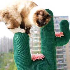 There are 3,129 suppliers who sells cat climbing frames on alibaba.com, mainly located in asia. Cute Cactus Cat Climbing Frame Hanfseil Fur Haustier Katze Klettergerust I9z7 Ebay