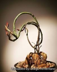 Image result for Monadenium nervosum