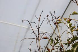 シマトネリコが冬に葉を落としてしまう枯れと耐寒性シマトネリコについて 植木生産者の植木日記