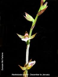 Image result for Solenangis conica