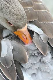 Grey Bird With Orange Wings Goose Pet Birds Beautiful Birds Animals Wild