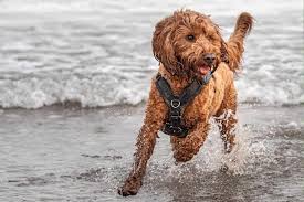 Cockapoo Dog Breed Information & Characteristics