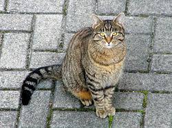 Mi gato maúlla cuando tiene hambre.my cat meows when he is hungry. Gato Pardo Biquipedia A Enciclopedia Libre
