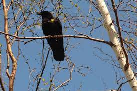 Wild Crow Who Speaks English Appears To Be Teaching His Friends To Talk -  The Dodo