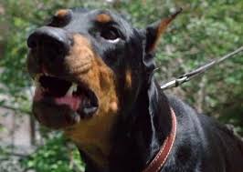 Max Dog Halloween Series Wiki Fandom
