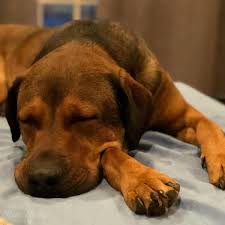 3rd st., yankton, sd 57078, or dropped off during our regular business hours. 3 Simple Ways To Help A Local Animal Shelter Mama Cheaps