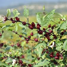 Maybe you would like to learn more about one of these? Tooget Dried Hibiscus Flowers 100 Natural Premium Quality Whole Flower Not Cut Herbal Teas Wholesale Top Grade 4 Oz Dried Flowers Amazon Com Au