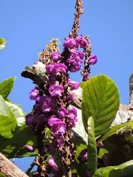 Image result for Macropsychanthus