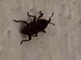 Wir zeigen, wie sie den unliebsamen schädling erkennen und erfolgreich bekämpfen können. Welche Art Russelkafer Im Haus Und Wie Loswerden Insekten Kafer Schadlinge