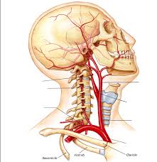 Main arteries and veins of neck the head and neck receives the majority of its blood supply through the carotid and vertebral arteries. Major Arteries Head And Neck Diagram Quizlet