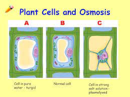 Some strips would be flexible and soft to touch , while the length and the width would have reduced.this would mean that the tissue lost water to. Starter Activity Answer The Following Question In Your Classwork Jotter What Type Of Fibres Are The Cell Walls Of Plants Made Of Name The Small Rings Ppt Video Online Download
