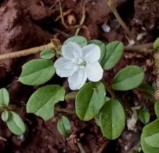 Image result for Evolvulus nummularius