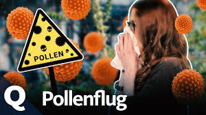 Für pollenallergiker ist es wichtig zu wissen, wann welche pollen aktiv sind, um sich für bevorstehende symptome, z.b. Weshalb Pollen Nun Langer Und Starker Fliegen Quarks Youtube
