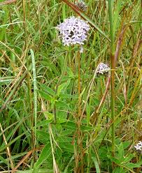 Image result for Pentanisia prunelloides