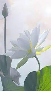 We have an extensive collection of amazing background 1920x1200 white lotus flower wallpapers hd wallpaper black white vector. White Lotus Wallpapers Wallpaper Cave