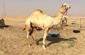 ‫تاريخ ثمود بن حاثر بن إرم بن سام‬. O Xrhsths Ø¬Ø§Ø¨Ø±Ù†Ø§ØµØ±Ø§Ù„Ù‡Ø§Ø¬Ø±ÙŠ Sto Twitter Ø§Ù„Ù…ØªØ­Ø¯ Ø¨Ø¹ÙŠØ± Ø¹Ø¨ÙŠØ¯ Ø¨Ù† Ø­Ù…Ø¯ Ø§Ù„ Ø¨Ø¸Ù‡ÙŠØ± Ø§Ù„Ù…Ø±ÙŠ Ø§Ù„Ø§Ø¨ Ø³Ù„ÙŠÙ… ÙˆÙ„Ø¯ Ø§Ù„Ù…ØªØ­Ø¯ Ø§Ù„Ù‡Ø±Ø´ Ø¨Ø¹ÙŠØ± Ø§Ù„Ø§Ù…ÙŠØ± ØªØ±ÙƒÙŠ ÙˆØ§Ø® Ø§Ù„Ù…ØªØ­Ø¯ Ø§Ø¨Ù† Ø­Ø«Ù„ÙŠÙ† Ø§Ù„Ø­Ø±Ø¨ÙŠ Ù…Ù† Ø§Ù„Ø§Ø¨ ÙˆØ§Ù…Ù‡ Ø³ÙˆØ¯Ø§Ù†ÙŠÙ‡ Ù…Ù†ØªØ¬ Ø§Ù„Ù…ÙˆÙ‚Ø¹