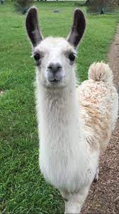 Speedy, everyman and azed email crossword.editor@observer.co.uk for technical problems email userhelp@theguardian.com. Explain Cub Bear Cria Crossword Clue Crossword Dictionary Wordplays Com