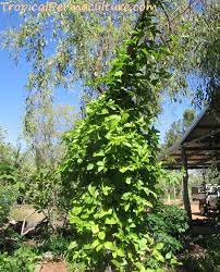 Perfumed candle coriander and olive tree. How To Grow Passion Fruit By Growing Passionfruit Seeds
