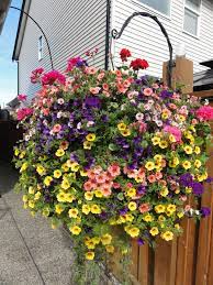 If you have a spot that receives 5 or more hours of direct sunlight each day, you will want to select a hanging basket filled with flowers that love full sun conditions. Pin By Carol Haddock On Outdoor Hanging Basket Ideas For The Porch Hanging Plants Beautiful Home Gardens Hanging Plants Outdoor