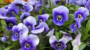 Color combination of red or pink with white looks very attractive. 11 Best Flowers To Grow In Late Spring