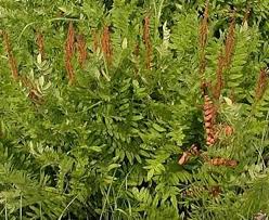 Image result for Osmunda regalis
