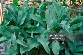 Image result for Cissus crusei