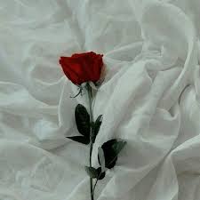 Suchen sie nach schöner roter hintergrund. Pin By Pinkhairandsoccer On Flowers Aesthetic Roses Flower Aesthetic Rose Tumblr