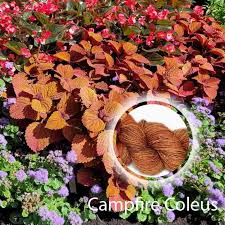 Image result for Coleus alpinus