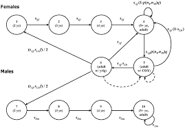 The Polar Bear Life Cycle Underlying The Two Sex Matrix