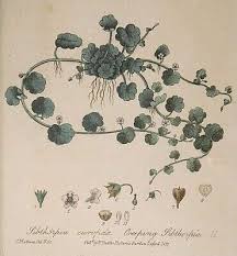 Image result for Sibthorpia