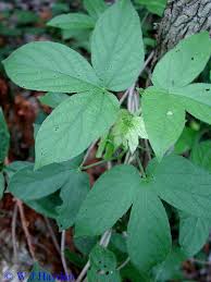 Image result for Dalechampia