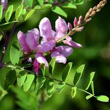 Image result for Indigofera garckeana