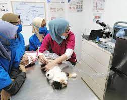 Sabah animal medical centre, local business, no.4, ground floor, lrg angsa 1,tmn fu yen ph3, kota kinabalu 88300. 20 Veterinarians Animal Hospitals In Klang Valley Sorted By Location