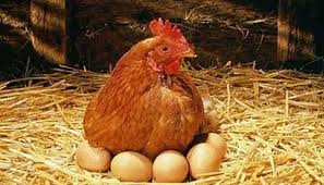 Gallinas Ponedoras Como Criarlas Que Comen Razas Crianza Y Mas