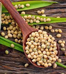 Soybeans During Pregnancy Helpful Or Harmful