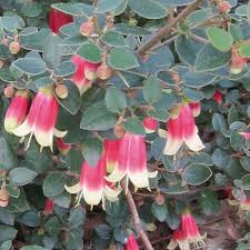 Terms in this set (211) clivia minata orange clivia amaryllidaceae correa 'carmine bells' australian fuchsia rutaceae Real World Gardener Correas Are Plant Of The Week