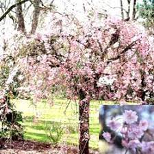 Pendula) are ornamental trees that are planted for their spectacular show of pink or white spring flowers. Buy Yoshino Weeping Cherry Tree Prunus X Yedoensis Shidare Yoshino Online From Uk Supplier Of Garden Ornamental Trees