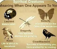 What Does It Mean If A Damselfly Lands On You And Won T Leave In 2020 Wiccan Witch Witch Magic Creature Meaning