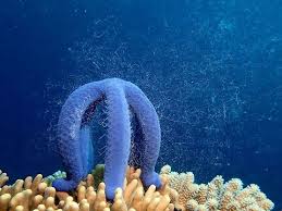 Image result for Lannea virgata