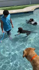 Paradise pet resort, madison, alabama. Pet Paradise Fort Myers Home Facebook