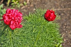 Maybe you would like to learn more about one of these? 9 Red Flowers For A Rich Red Garden Bulbs Shrubs Perennial Red Bloomers