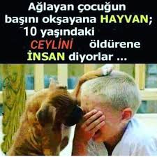Suffa Adli Kullanicinin Guzel Ozlu Sozler Panosundaki Pin Guzel Soz Hayvan Ozlu Sozler