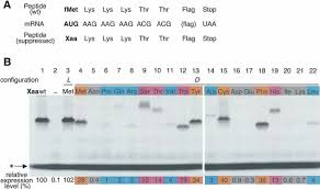 Maybe you would like to learn more about one of these? Tolerance Of Various D Aa In Initiation A The Mrna Sequence That Download Scientific Diagram