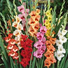 Image result for Gladiolus virgineus