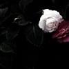 You don't necessarily need a lot of equipment to shoot floral photography, but having the right gear is necessary. Https Encrypted Tbn0 Gstatic Com Images Q Tbn And9gct Sr3ctlg0dktkzpl9vueahfmnrdkfcyqavz8swp1udljeyxmo Usqp Cau