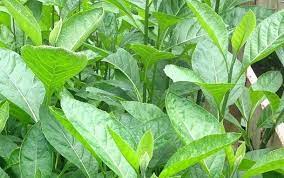 Check spelling or type a new query. Mengenal Khasiat Dan Manfaat Daun Afrika Untuk Kesehatan Tubuh