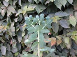 Image result for Euphorbia pseudopetiolata