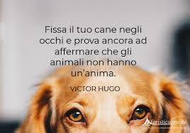 Visualizza altre idee su animali, citazioni sui cani, zampe del cane. Frasi Citazioni E Aforismi Sui Cani Aforisticamente