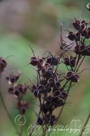 Image result for Melhania velutina